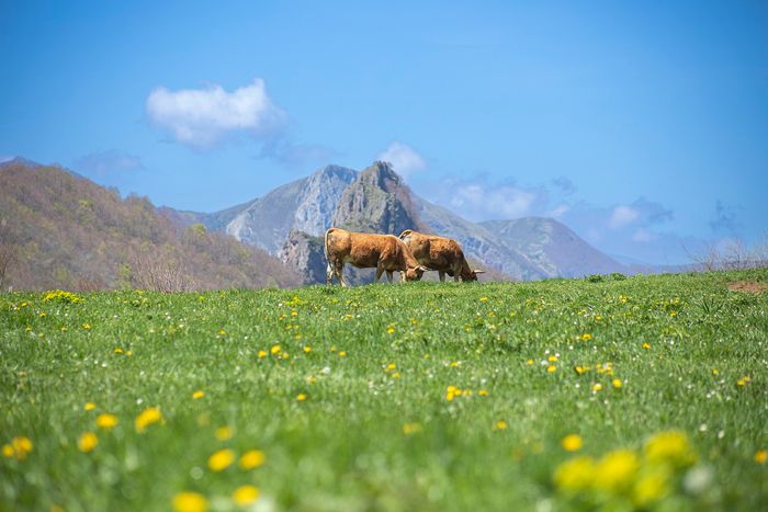 🍃🍾¡LOS AUTÉNTICOS SABORES DE ASTURIAS!🧀🐮Hotel 4★ con desayuno + Visita a llagar y quesería ¡Una escapada rural con mucho encanto! | Villaviciosa
