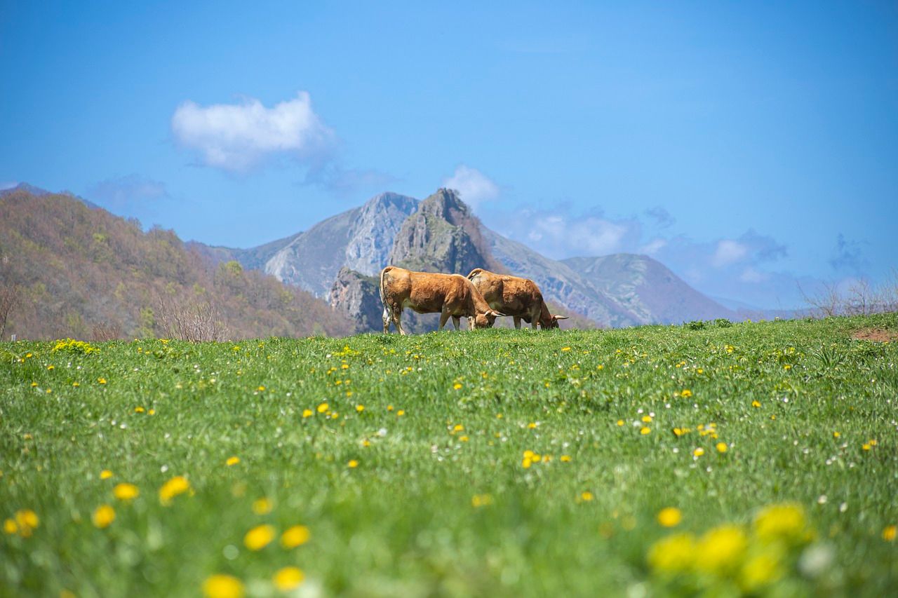 🍃🍾¡LOS AUTÉNTICOS SABORES DE ASTURIAS!🧀🐮Hotel 4★ con desayuno + Visita a llagar y quesería ¡Una escapada rural con mucho encanto! | Villaviciosa 🍃🍾¡LOS AUTÉNTICOS SABORES DE ASTURIAS!🧀🐮Hotel 4★ con desayuno + Visita a llagar y quesería ¡Una escapada rural con mucho encanto! | Villaviciosa