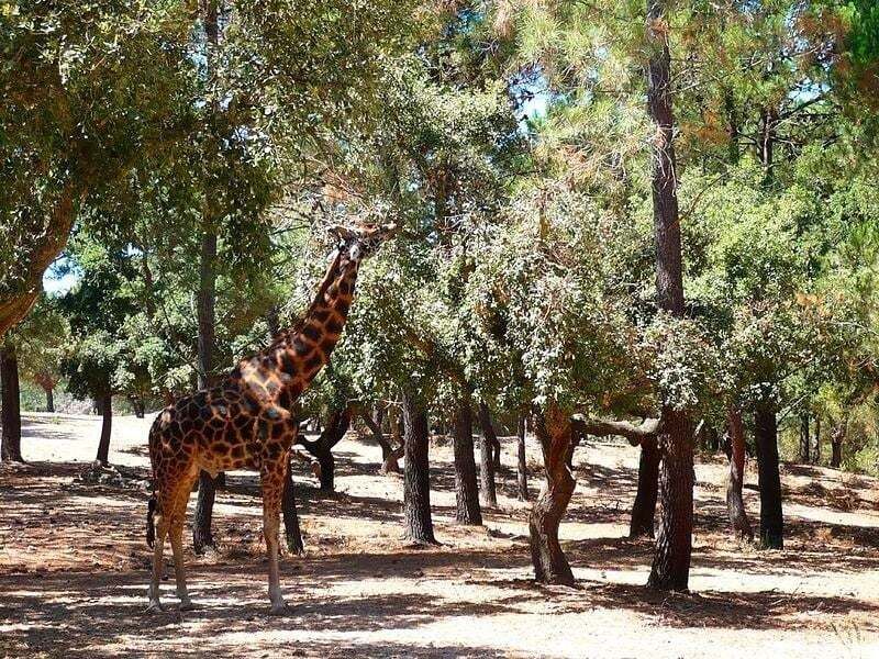 Badoca Safari Park + Hotel 4* com piscina no Alentejo