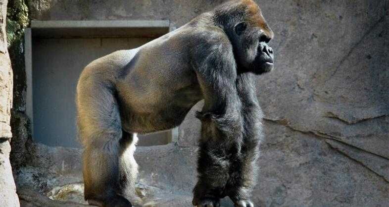 Zoo de Madrid-5