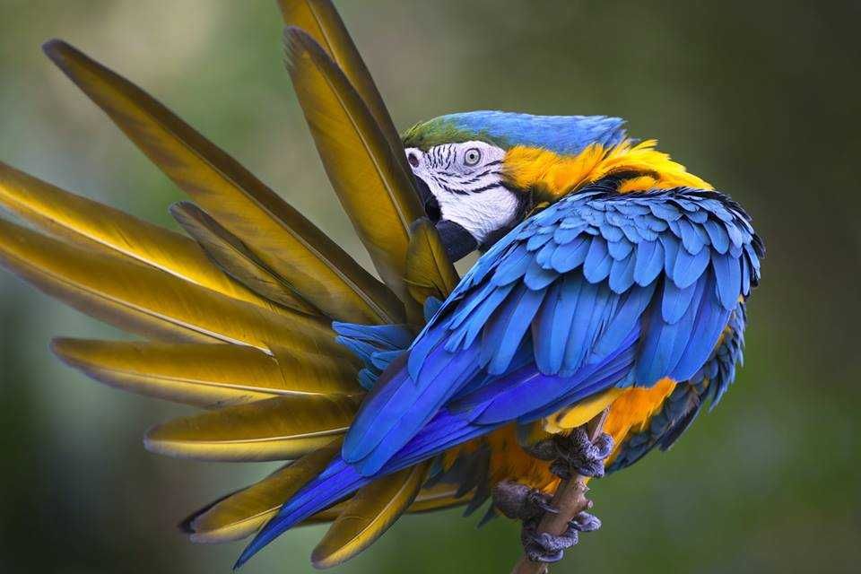 Loro Parque-3