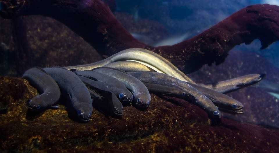 Aquarium de Barcelone-7