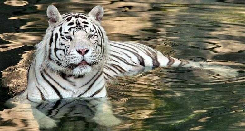 Zoo de Madrid-8