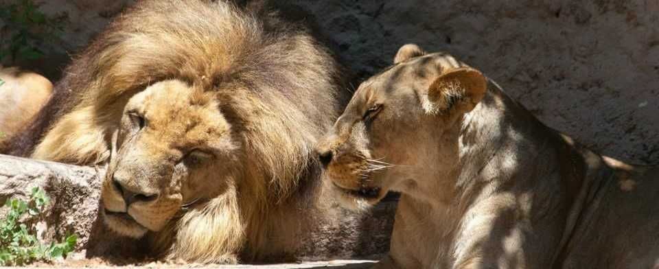 Zoo de Barcelona-1
