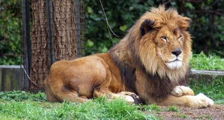 Zoo de Madrid-3