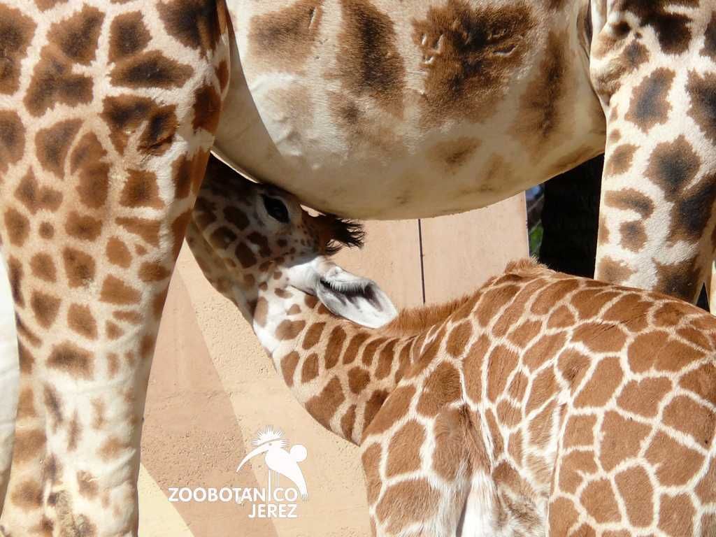 Zoobotánico de Jerez-5
