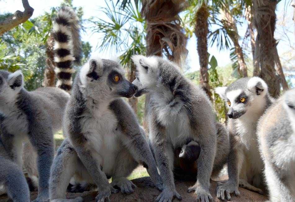 Bioparc Fuengirola-8