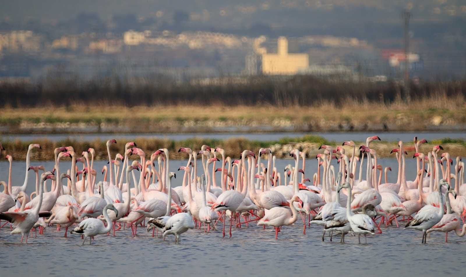 Paseo en Barca por La Albufera - Valencia-6