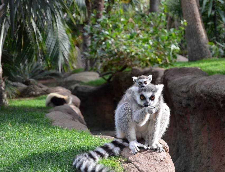 Bioparc Fuengirola-1