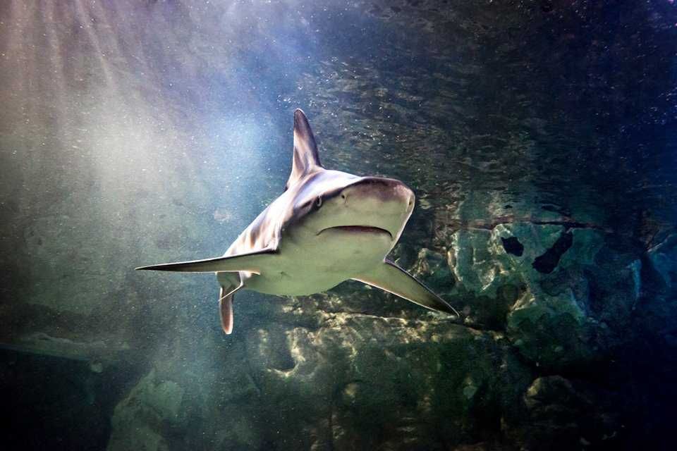 Sea Life de Benalmádena-3