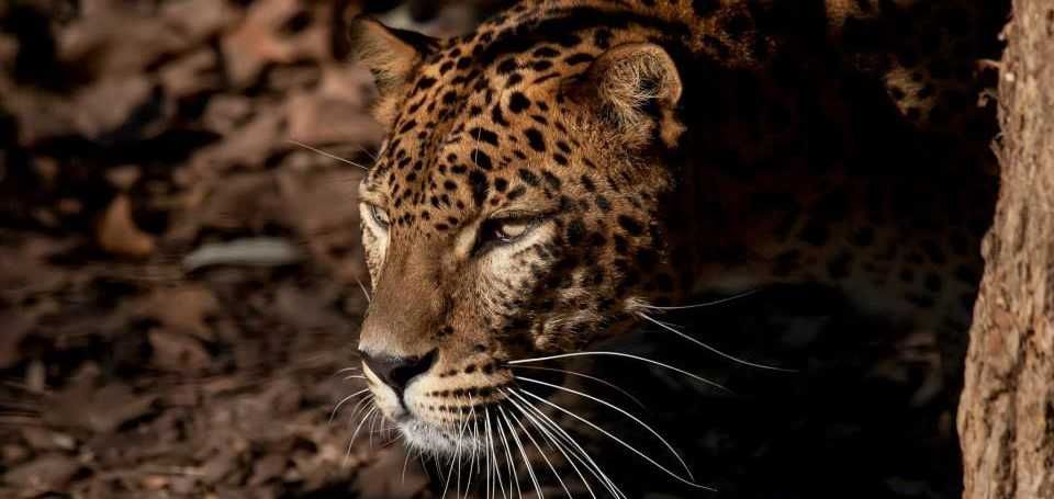 Zoo de Barcelona-3
