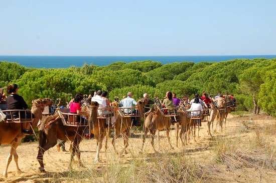 Rutas en Camello Doñana