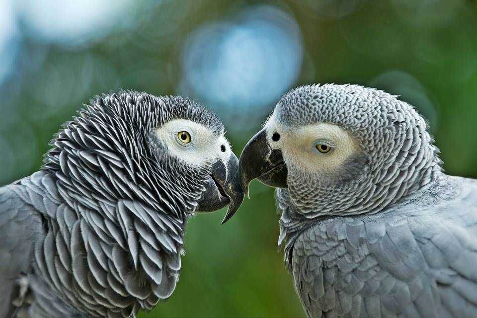 Loro Parque-5