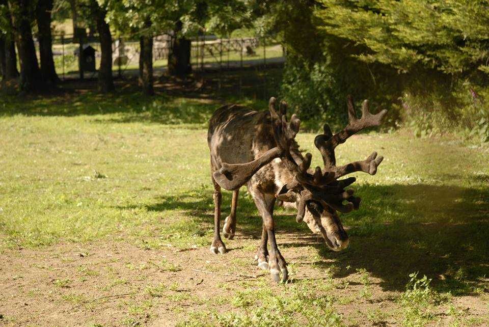Zoo Marcelle-2