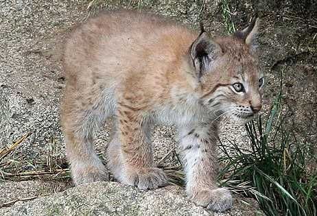 Zoo Marcelle-5