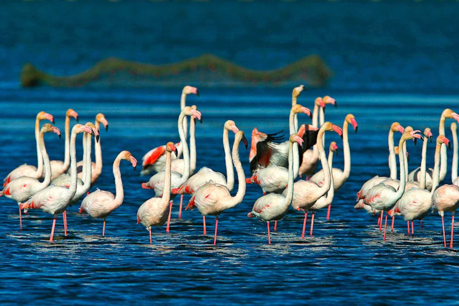 ¡Descubre la desembocadura del río más caudaloso de España! Paseo en barco por el Delta del Ebro 🚤 