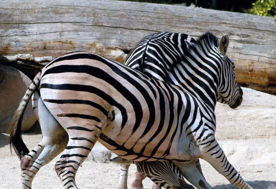 Zoo de Madrid-12