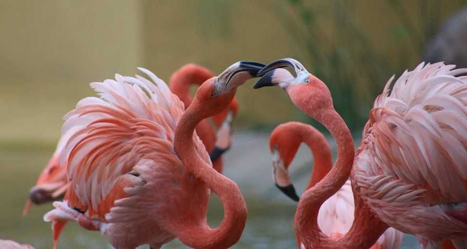 Zoo de Lagos-1