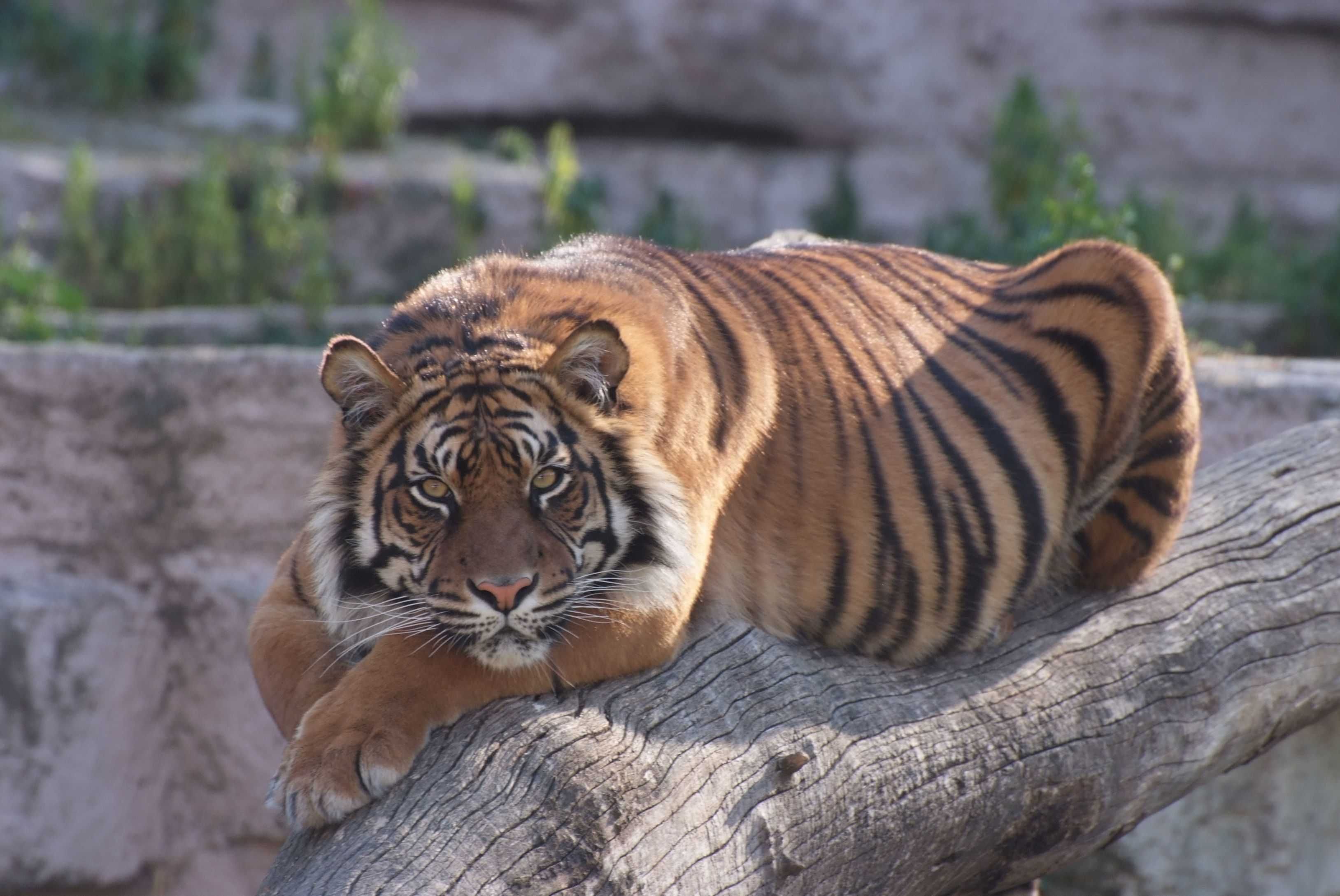 Zoo de Barcelona-5