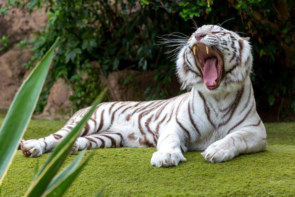 Loro Parque-7