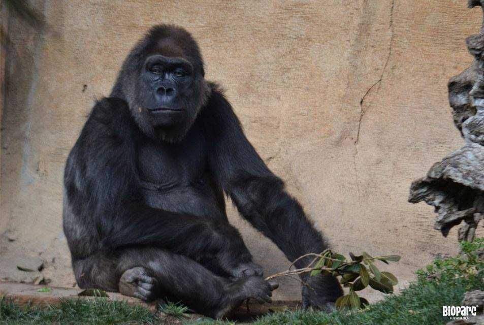 Bioparc Fuengirola-3