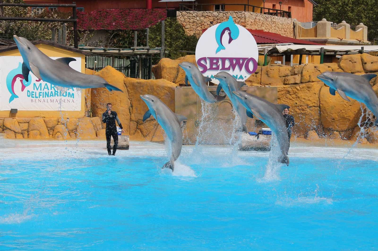 Selwo Marina-2