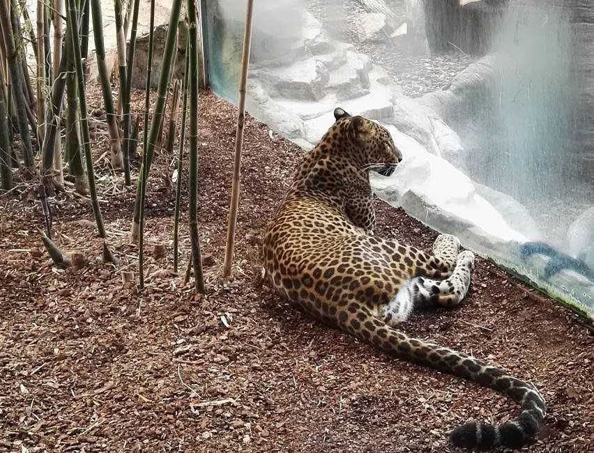 Bioparc Fuengirola-6