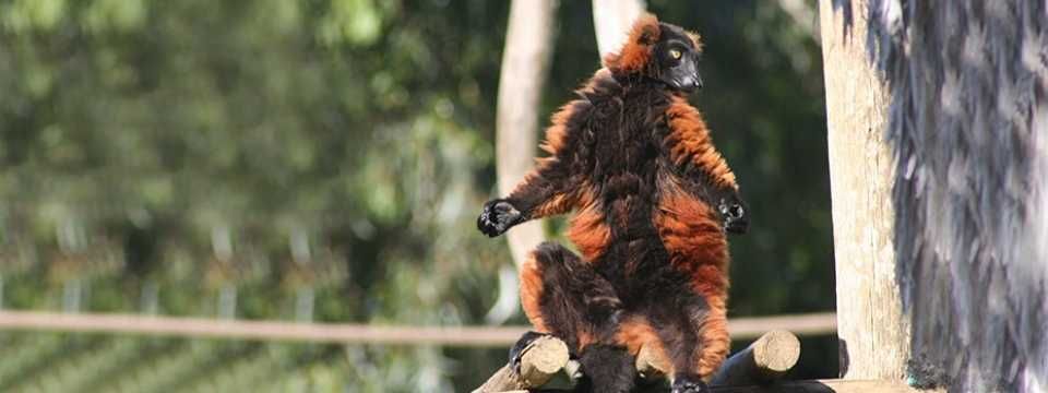 Zoo de Lagos-6