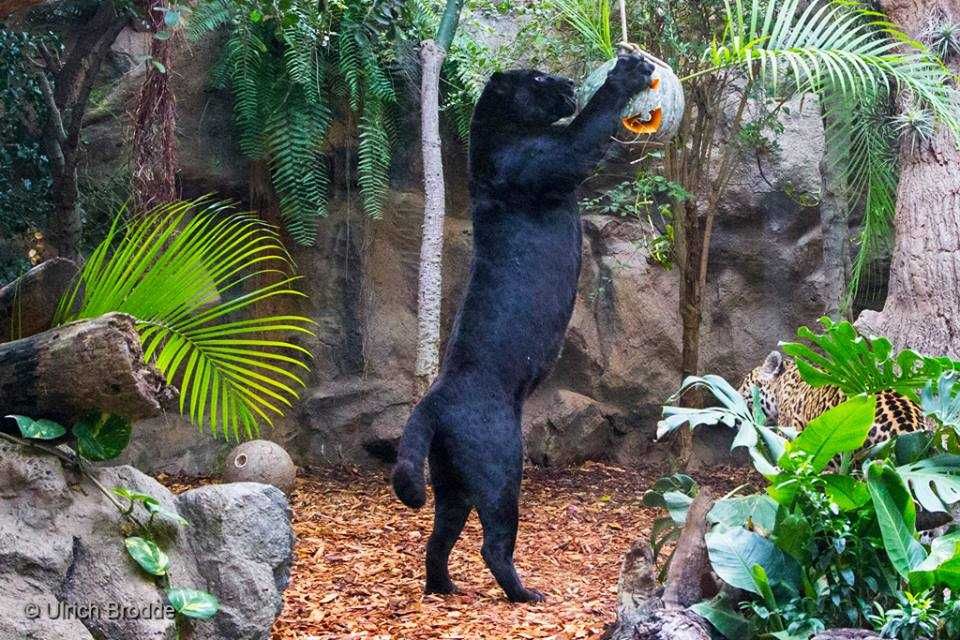 Loro Parque-2