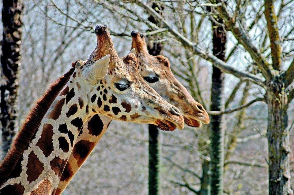 Zoo de Madrid-10