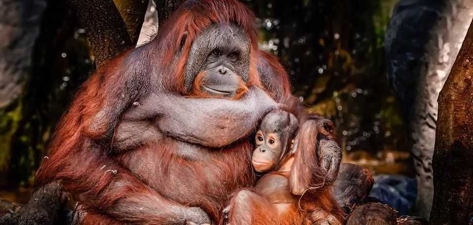 Zoo de Barcelona-2
