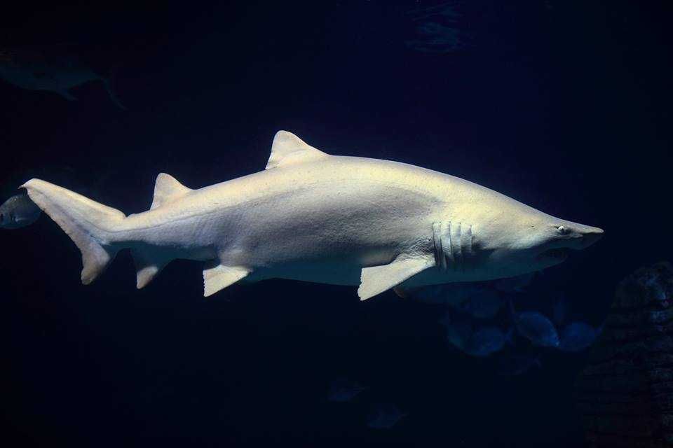 Oceanogràfic-5