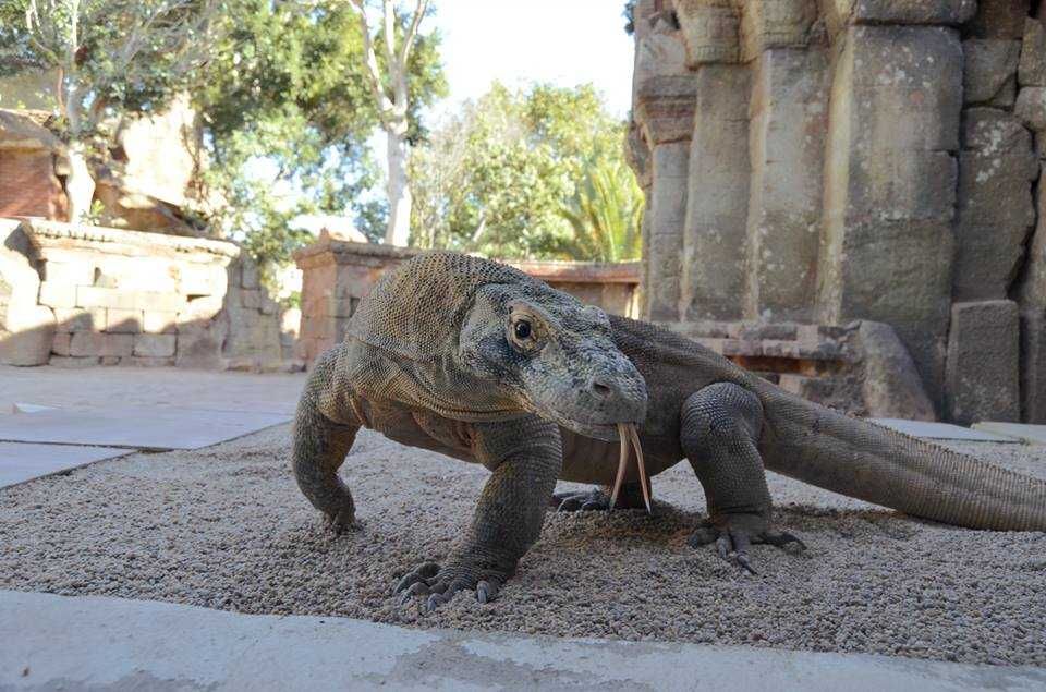 Bioparc Fuengirola-7