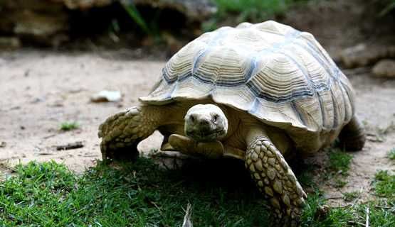 Zoo de Lagos-5