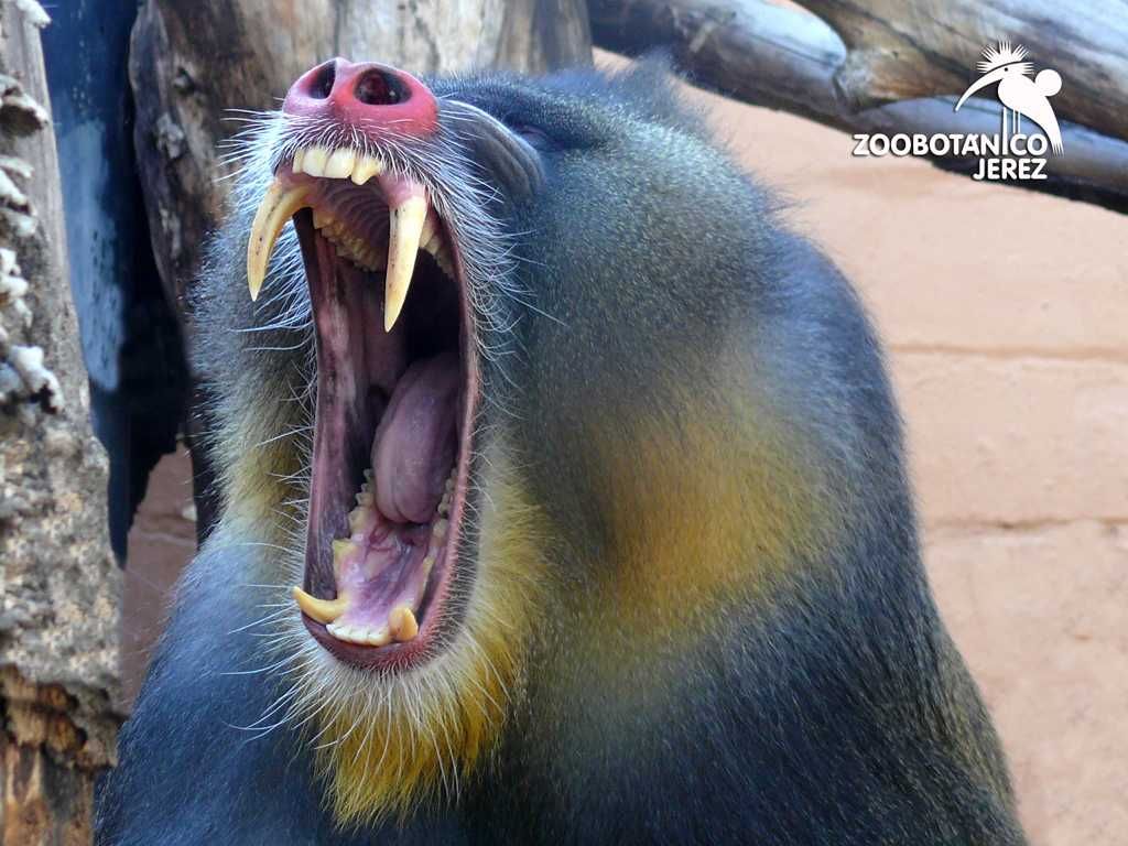 Zoobotánico de Jerez-3