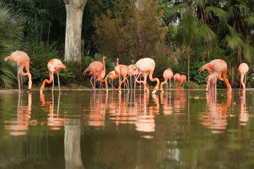 Zoo de Barcelona-4