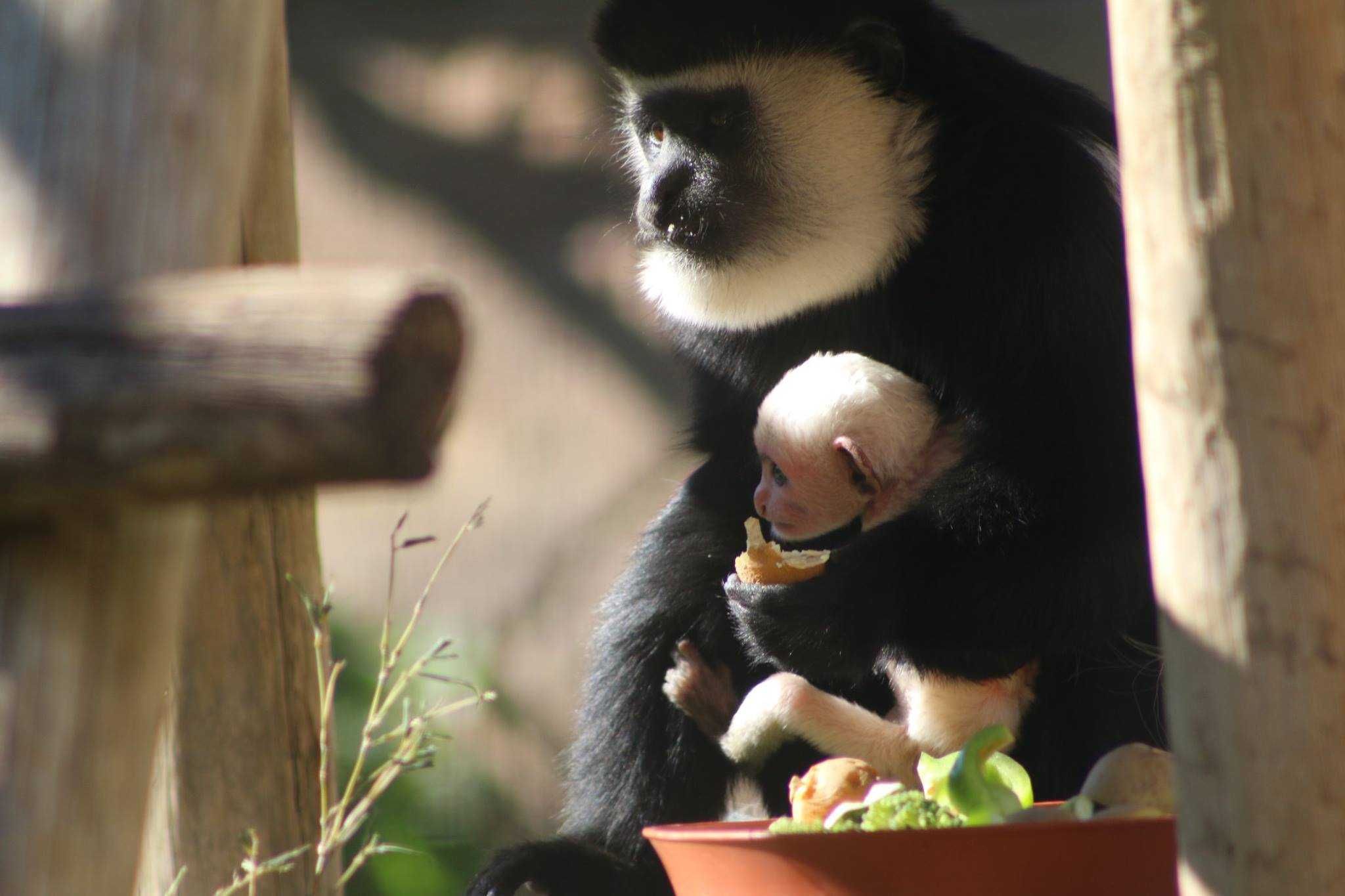 Zoo de Lagos-4