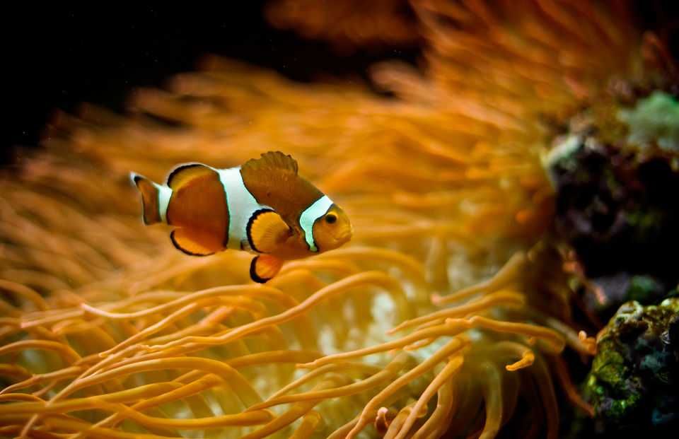 Oceanario de Lisboa-11