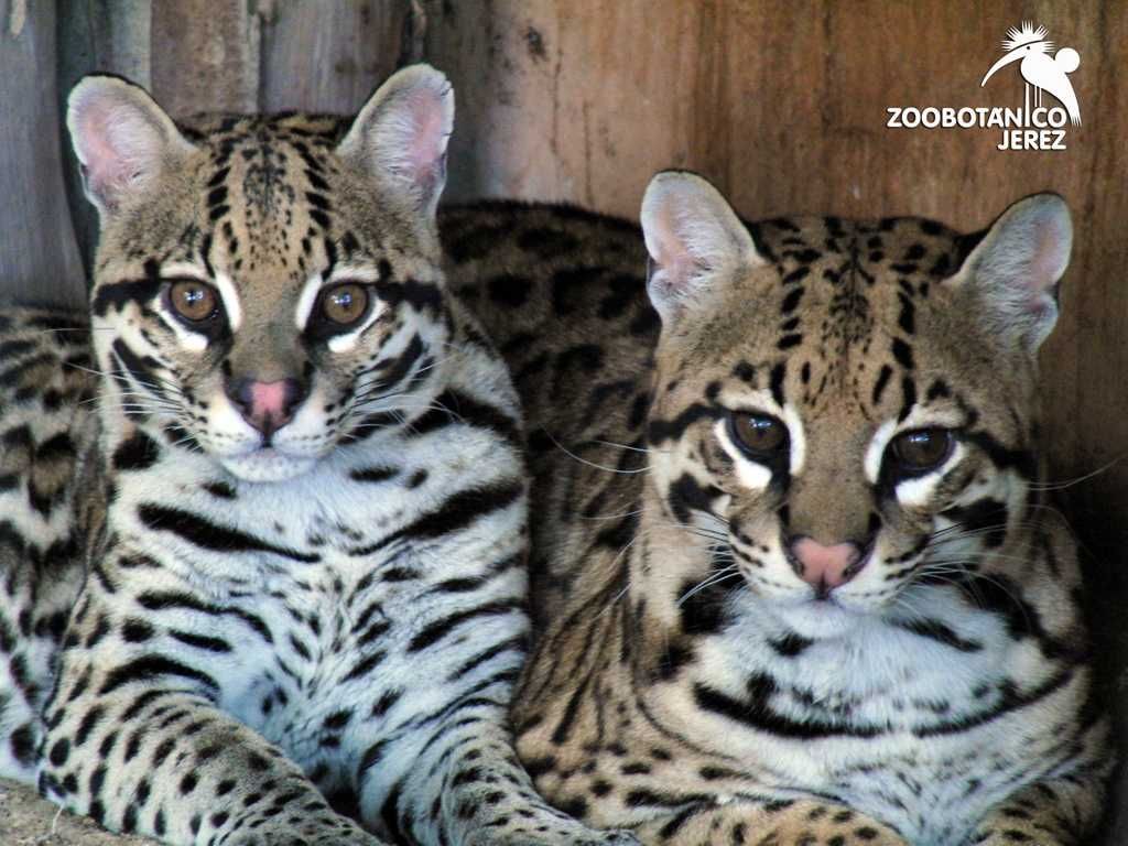 Zoobotánico de Jerez-6