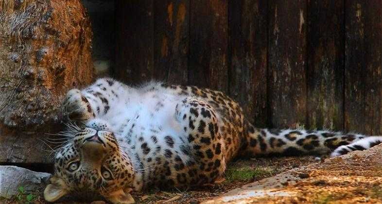 Zoo de Madrid-6