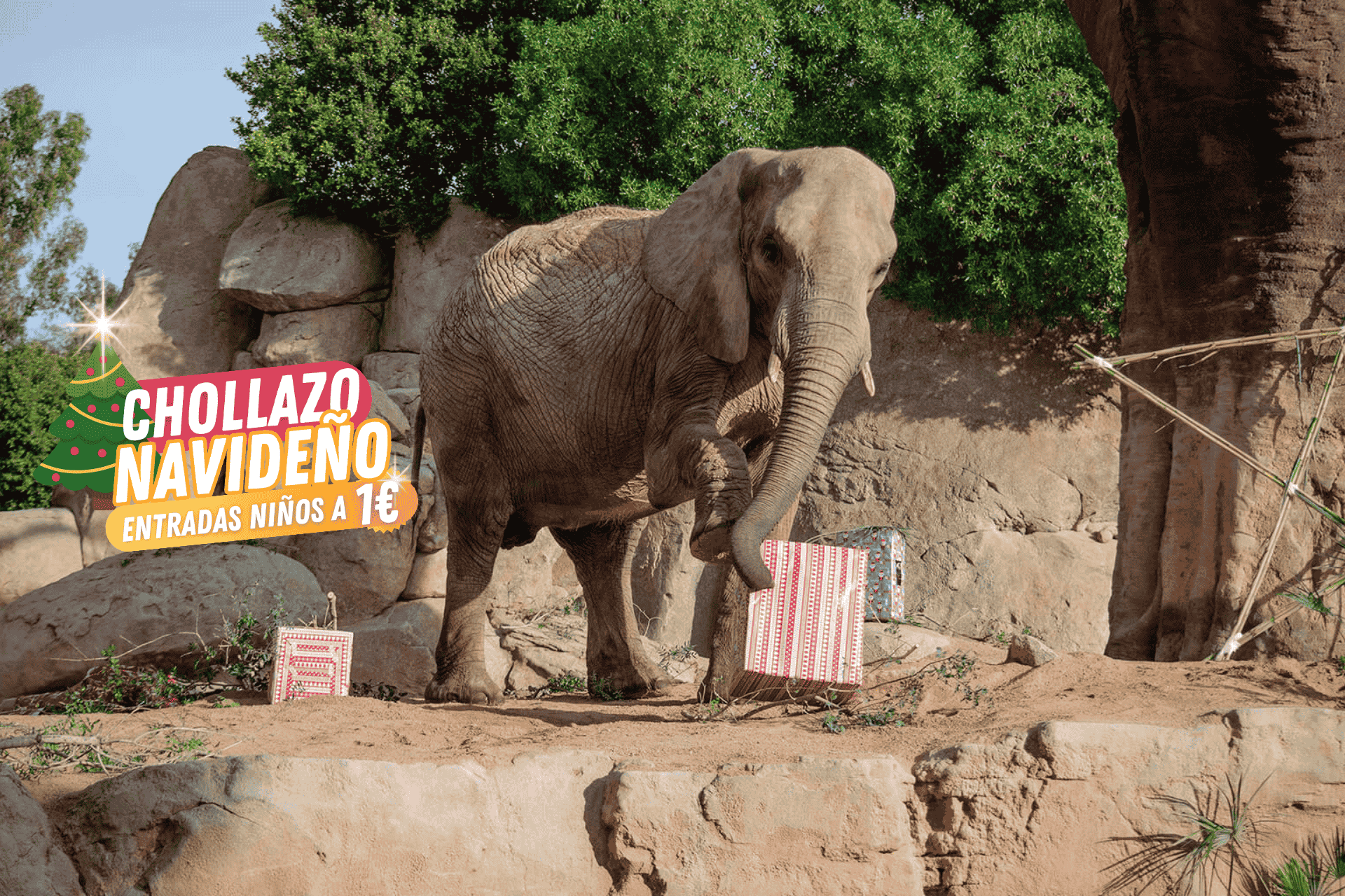 🦒🎄¡CHOLLAZO NAVIDEÑO EN BIOPARC VALENCIA!👨👩👧👦💥 Entradas de niños a...¡1 €! 💥 Visitas hasta el 6 de enero | Hotel + Entradas 🦒🎄¡CHOLLAZO NAVIDEÑO EN BIOPARC VALENCIA!👨👩👧👦💥 Entradas de niños a...¡1 €! 💥 Visitas hasta el 6 de enero | Hotel + Entradas