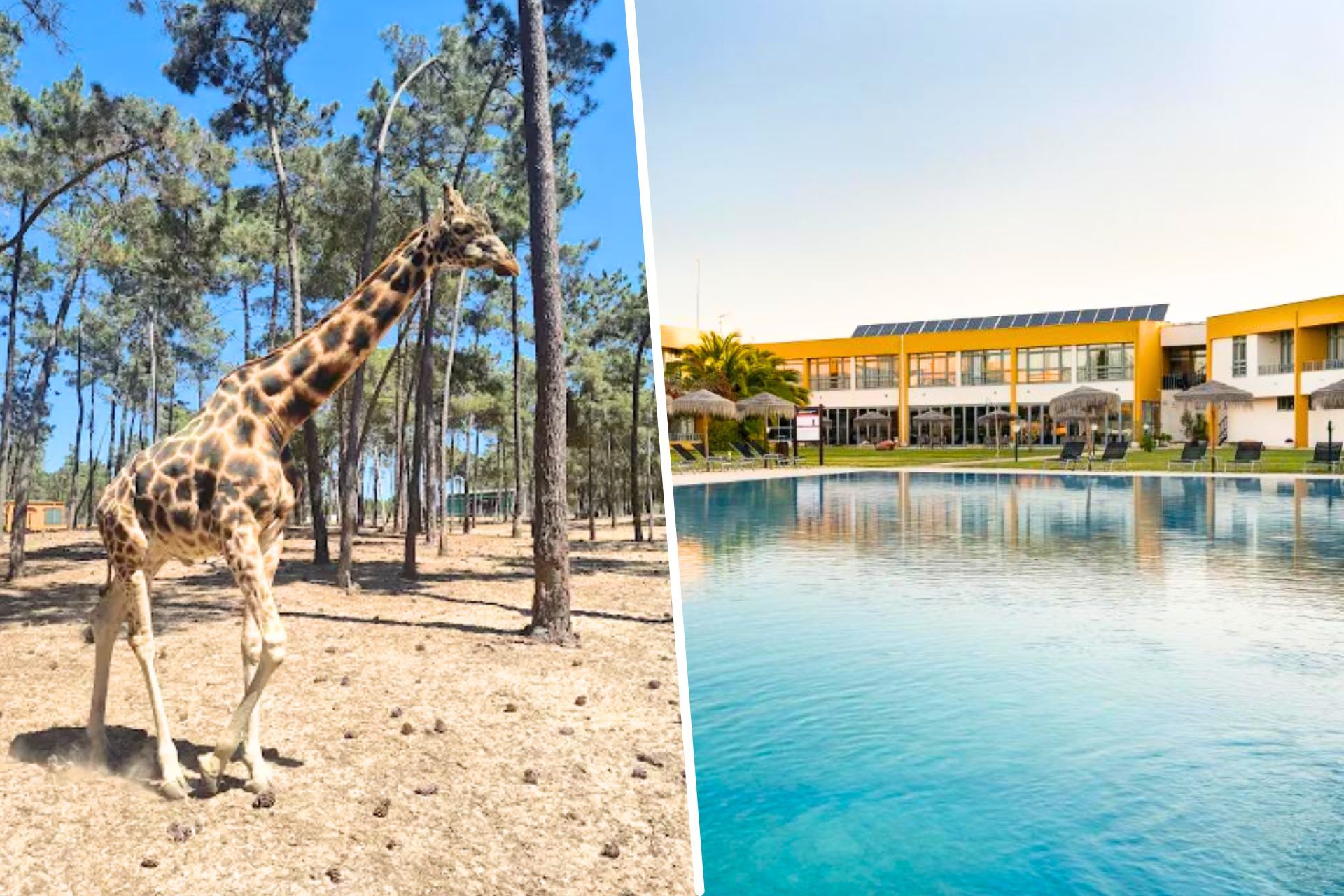 🦒 Visita ao Safari Alentejano e Hotel 4* com Pequeno-Almoço incluído | Vila Nova St. André 🦒 Visita ao Safari Alentejano e Hotel 4* com Pequeno-Almoço incluído | Vila Nova St. André