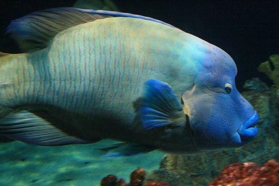 Acquario di Livorno-3