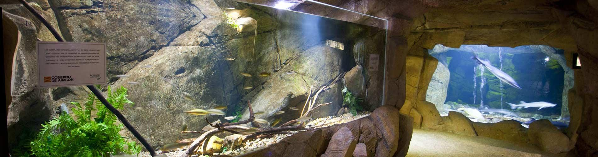 Acuario Zaragoza-5