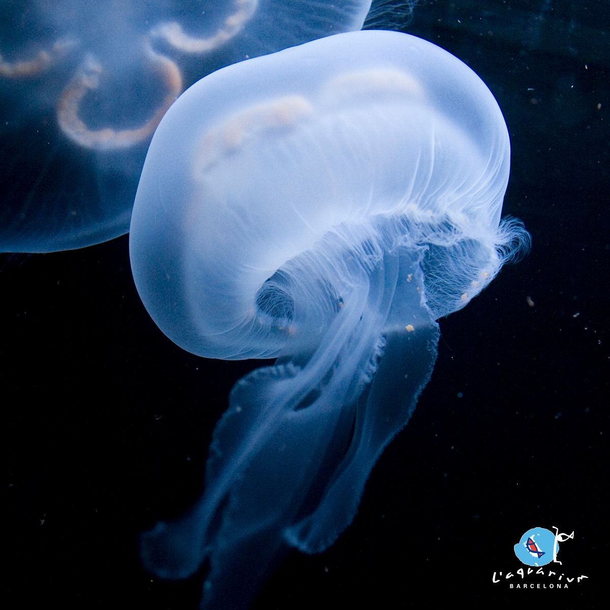 Aquarium de Barcelona-2