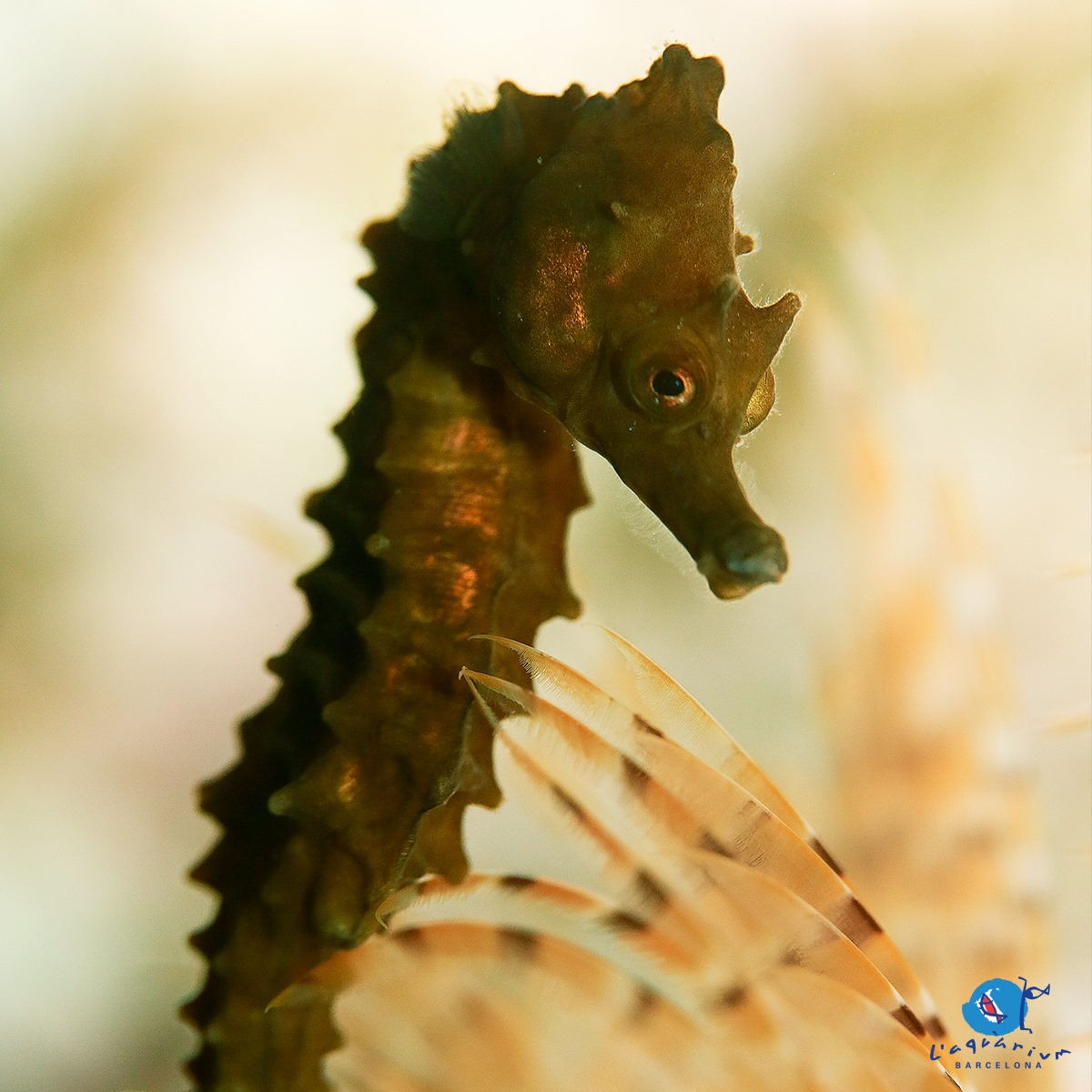 L'Aquàrium de Barcelona 🦈Un túnel transparente de más de 80 metros de longitud | Hotel + Entrada