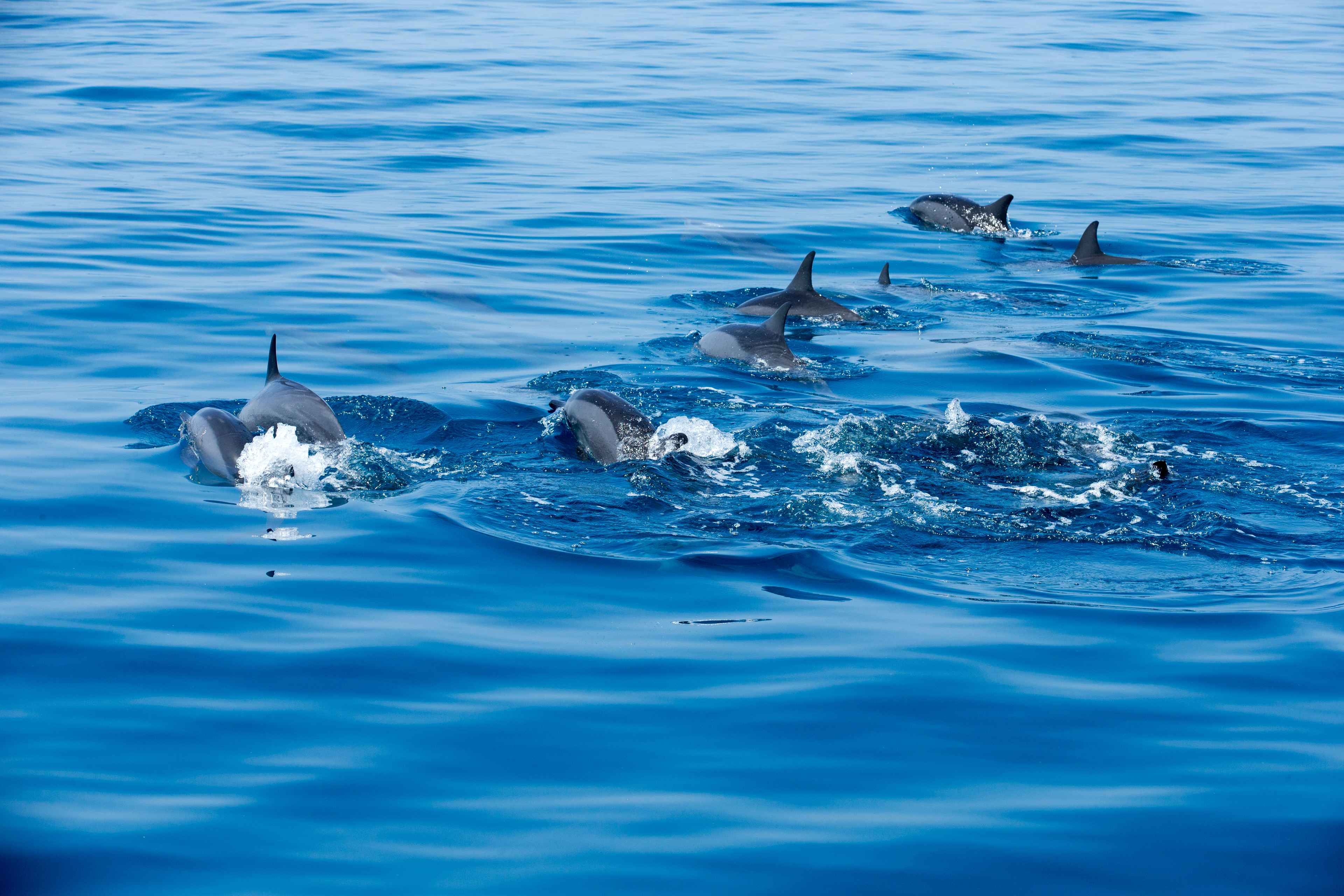 🐬 Escapadinha com Hotel e Passeio de Observação de Golfinhos | Setúbal
