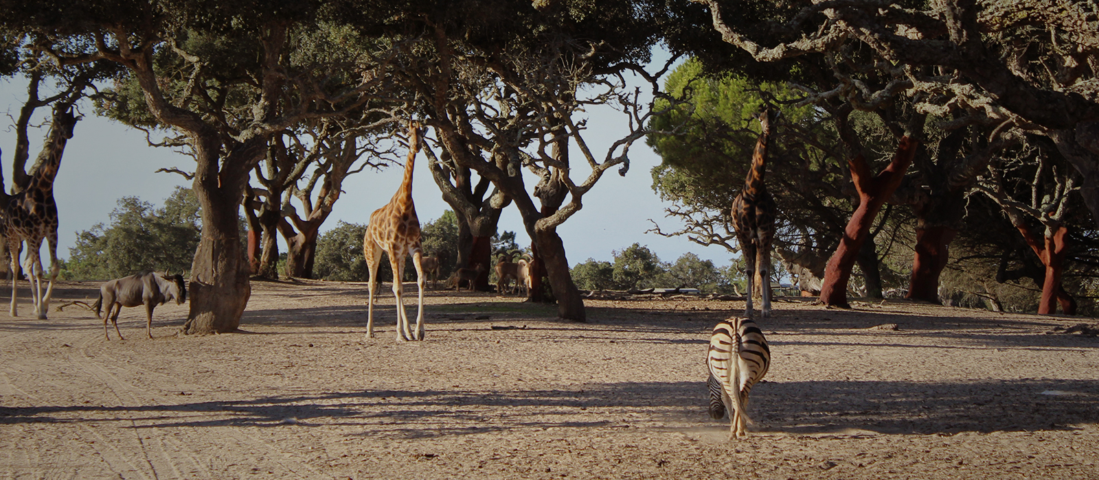 ¡Safari Park en Portugal! 