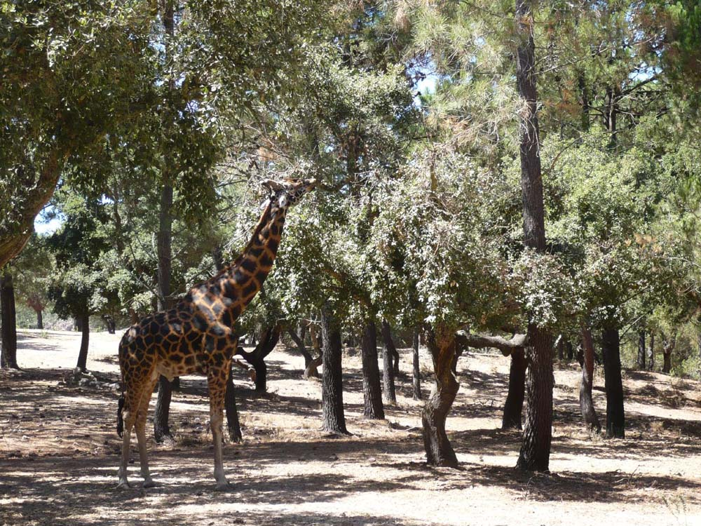 Badoca Safari Park com Hotel 4* com piscina no Alentejo