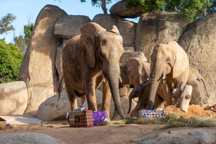 🦒🎄¡CHOLLAZO NAVIDEÑO EN BIOPARC VALENCIA!👨‍👩‍👧‍👦💥 Entradas de niños a...¡1 €! 💥 Visitas hasta el 6 de enero | Hotel + Entradas